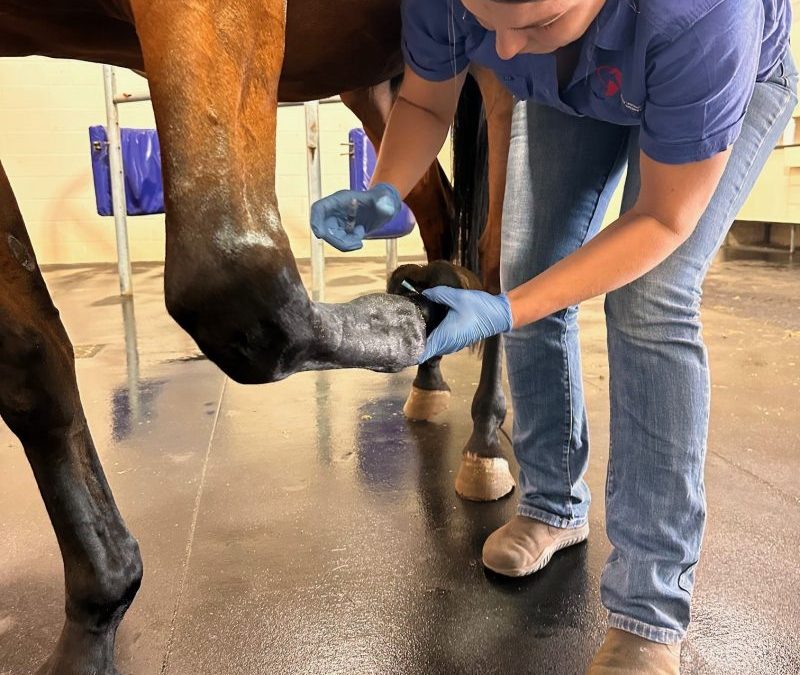 What is a nerve block and what value does it add to my lameness exam?