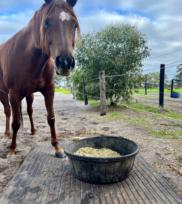 Sand Colic – Minimising the risk