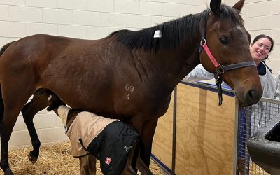 When Is a Wound an Emergency for Your Horse?