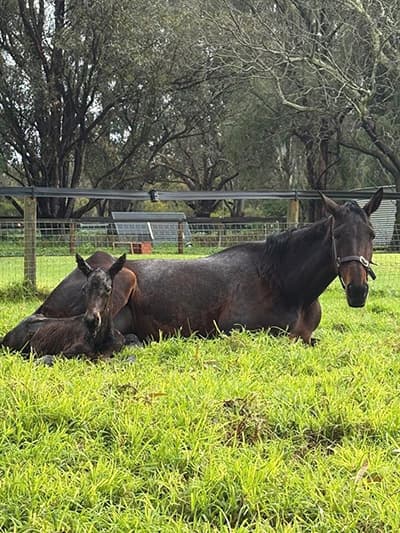 Mare and foal in grass.