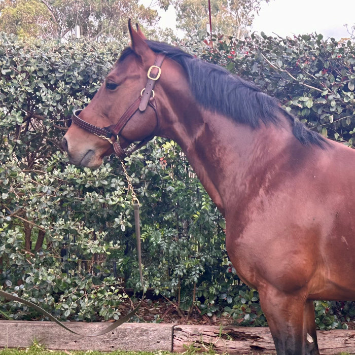 Copy That, a brown Standardbred stallion.